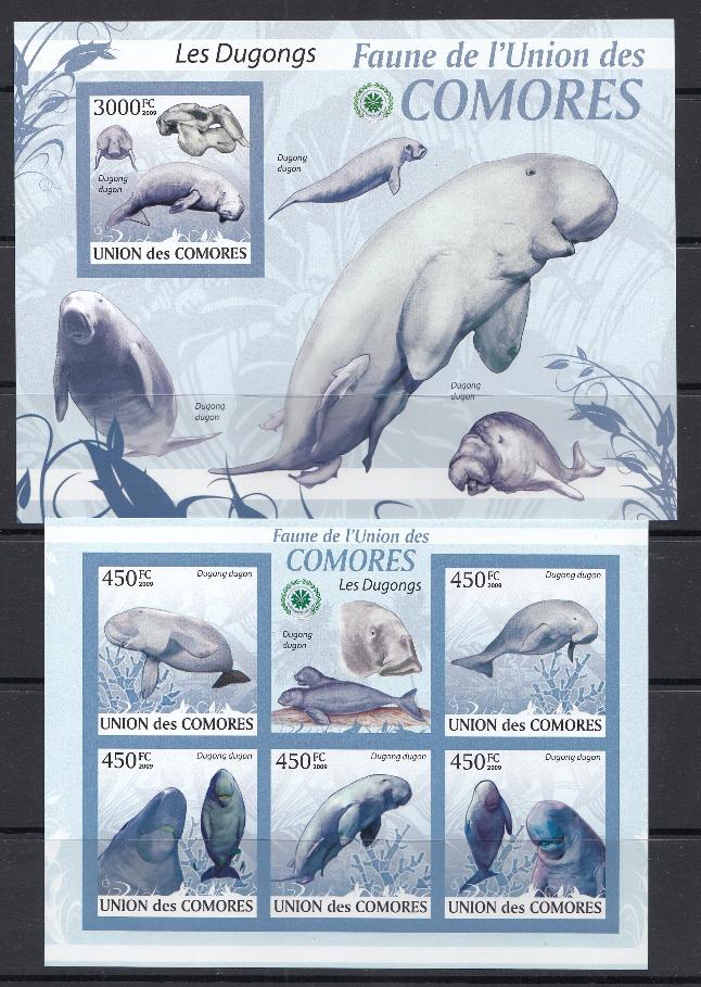 Морская фауна. Коморские острова 2009 год. Морские млекопитающееся.