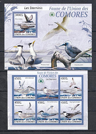 Птицы. Коморские острова 2009 год. Полярные чайки.