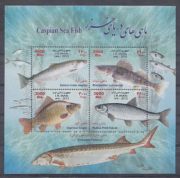 Рыбы Каспия. Осётр. Иран 2013 год.