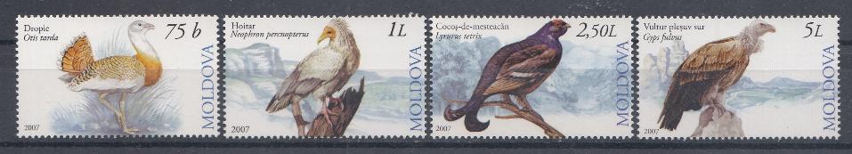 Хищные птицы. Молдавия 2007 год. 