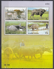 Фауна. Домашние животные. Буйволы. Таиланд 2005 год.