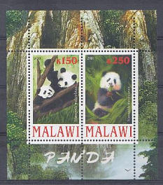 Фауна. Малави 2010 год. Медведи панда.