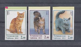 Домашние кошки. 2013 год. Таджикистан.