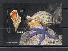 Морская фауна Палау. Ракушки.