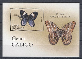 Бабочки. Уганда 1996 год. 