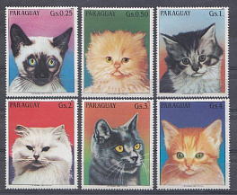 Кошки. Парагвай 1984 год.